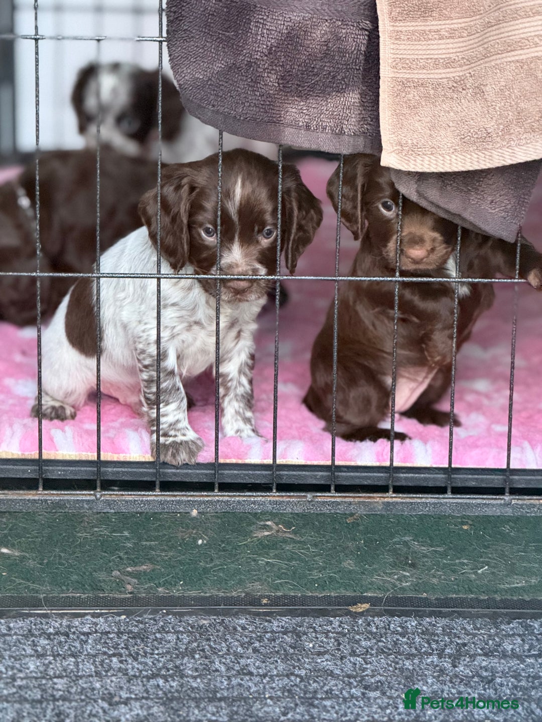Cocker Spaniel dogs for sale: Working cocker spainel Puppys Ready to leave  - Image 5