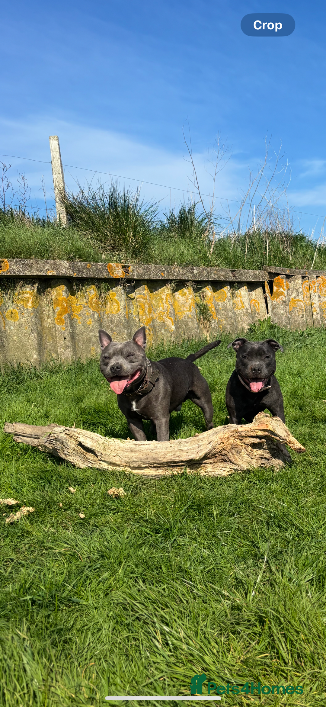 Staffordshire Bull Terrier dogs for sale: Blue boy staffy baby - Image 6