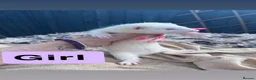 Ferret rodents for sale: part angora ferret  kits  - Advert 9
