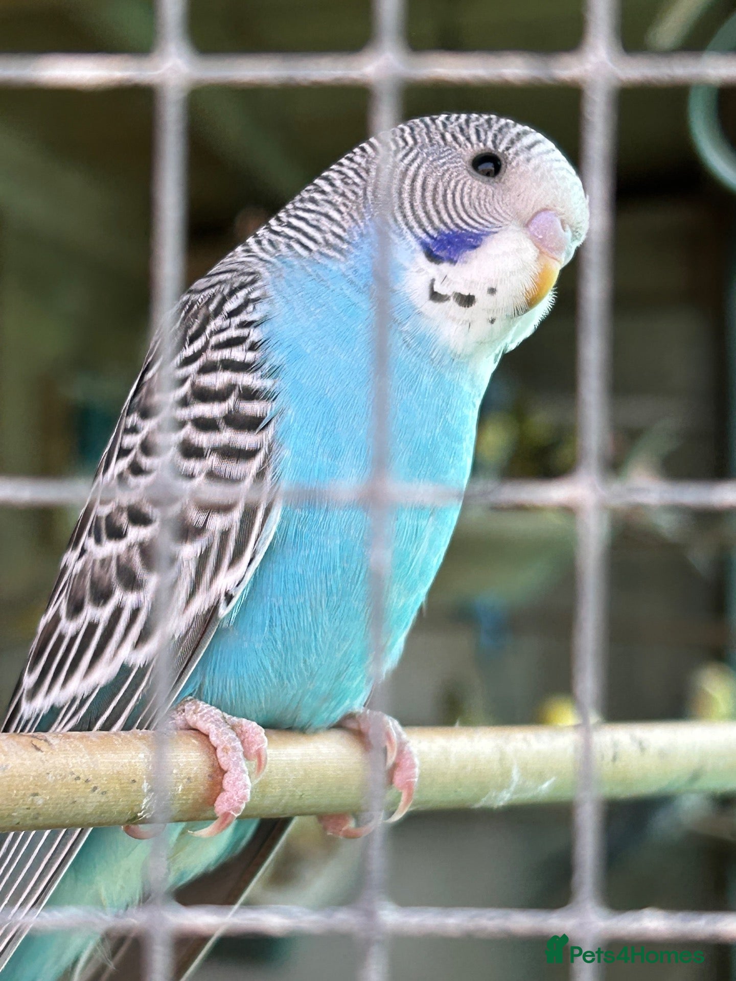 Budgerigars birds Young Budgies  - Advert 1