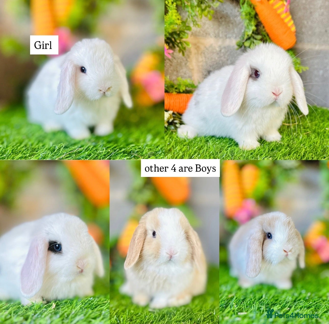 Mini Lop rabbits Mini Lops - Advert 13