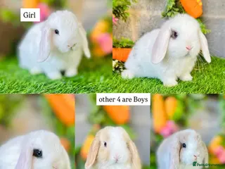Mini Lop rabbits Mini Lops - Advert 13