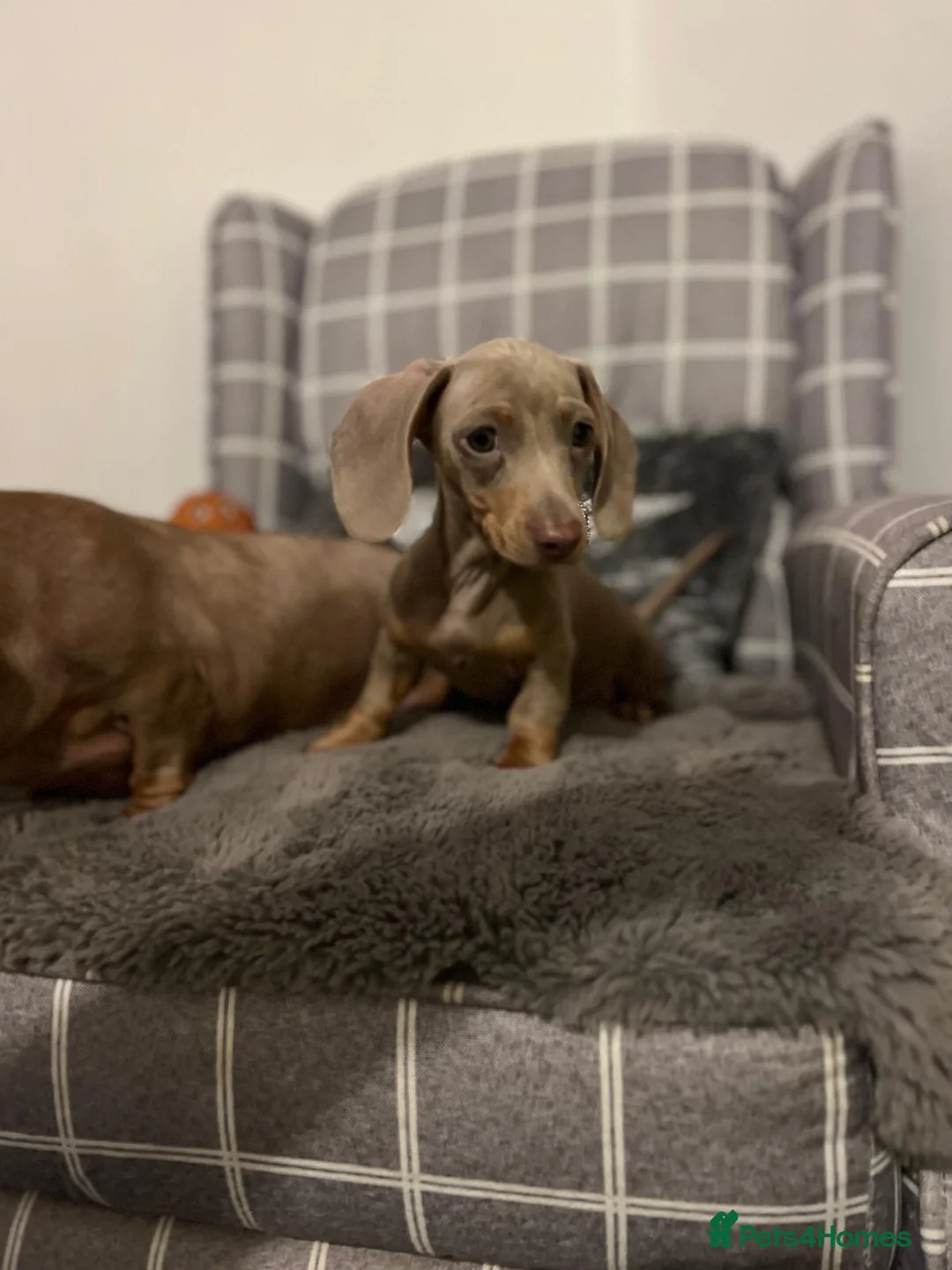 Miniature Dachshund dogs for sale: 💕Beautiful Isabella 💕Miniature Dachshund Puppies - Advert 6