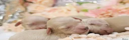 Miniature Dachshund dogs for sale: KC Cream Longhair Miniature Dachshund Puppies in Wisbech - Advert 5