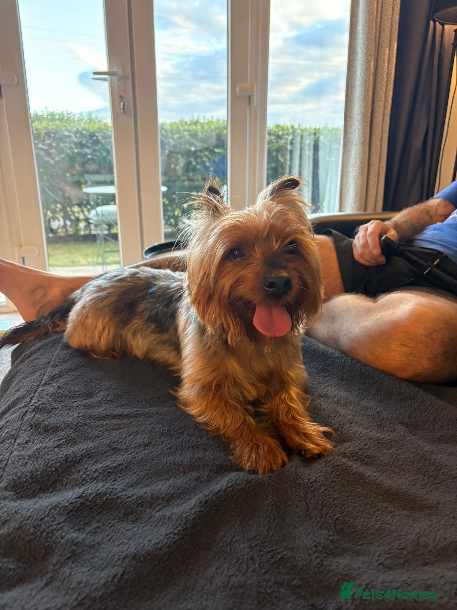 Yorkshire Terrier dogs Stunning Yorkie stud - Advert 2