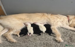 Cockapoo dogs for sale: Cockapoo puppies for sale  - Advert 15