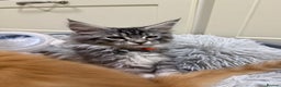 Maine Coon cats for sale: Beautiful friendly Maine Coon cross Kittens  - Advert 3