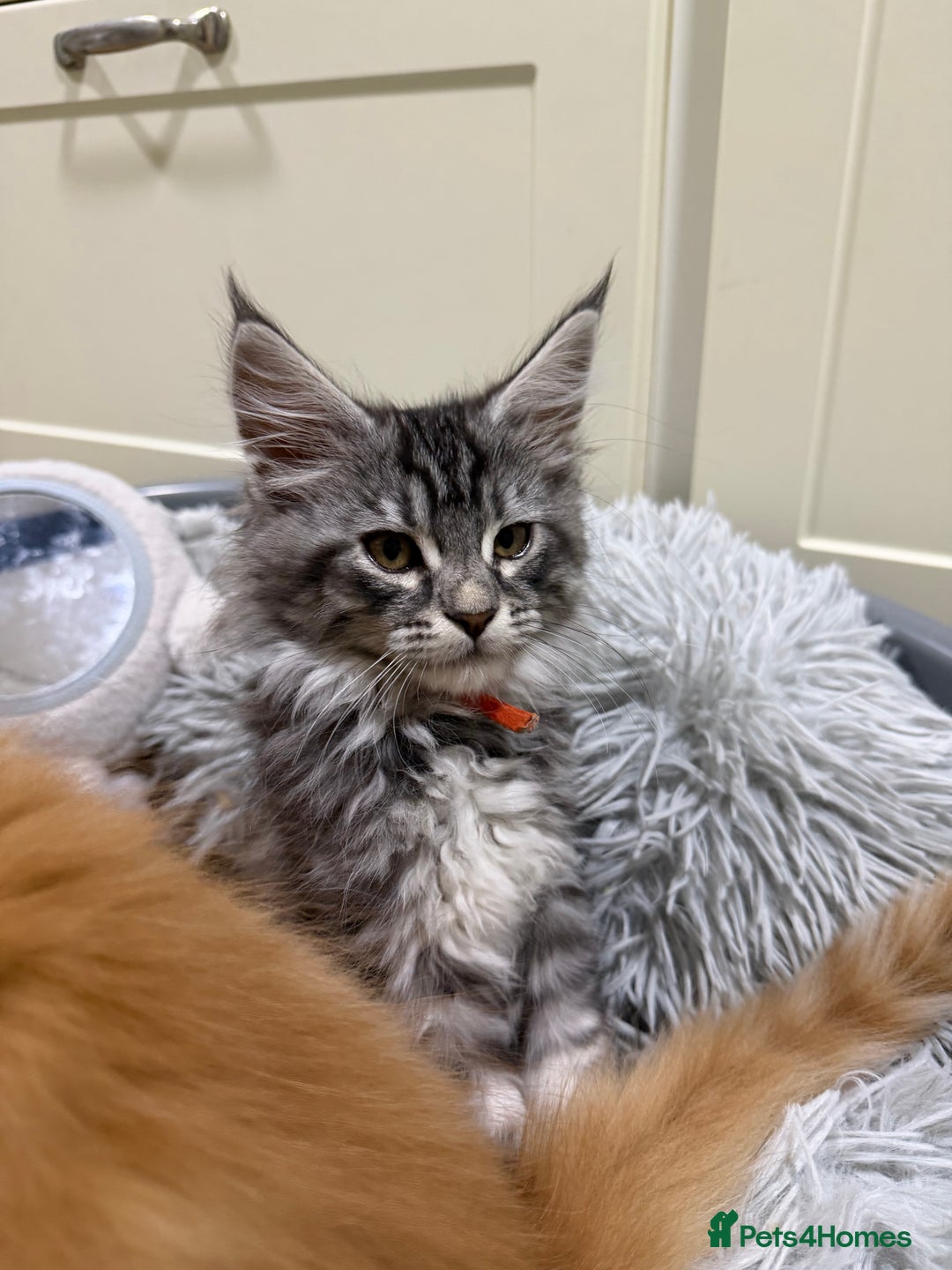 Maine Coon cats for sale: Beautiful friendly Maine Coon cross Kittens  - Advert 3