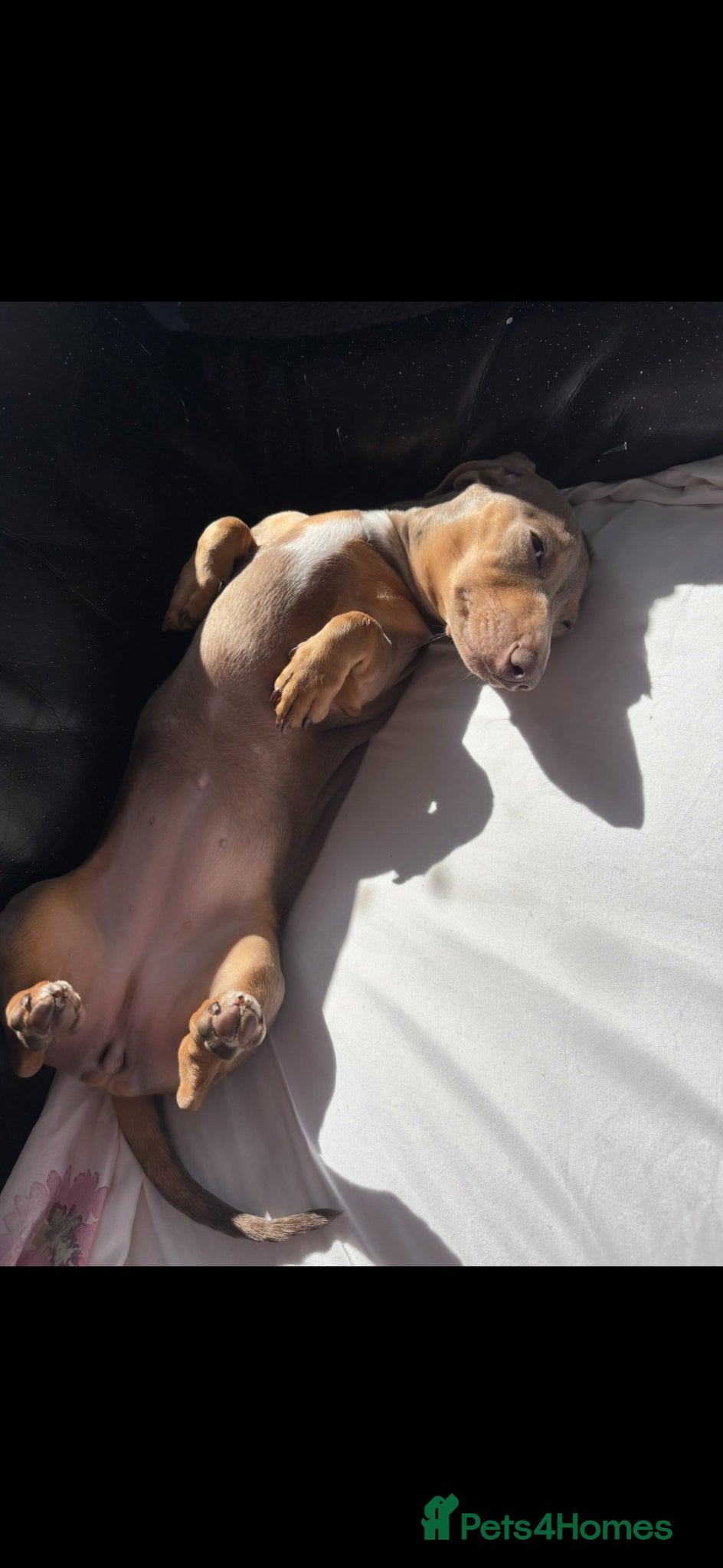 Miniature Dachshund dogs Miniature dachshund  - Advert 1