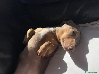 Miniature Dachshund dogs Miniature dachshund - Advert 12