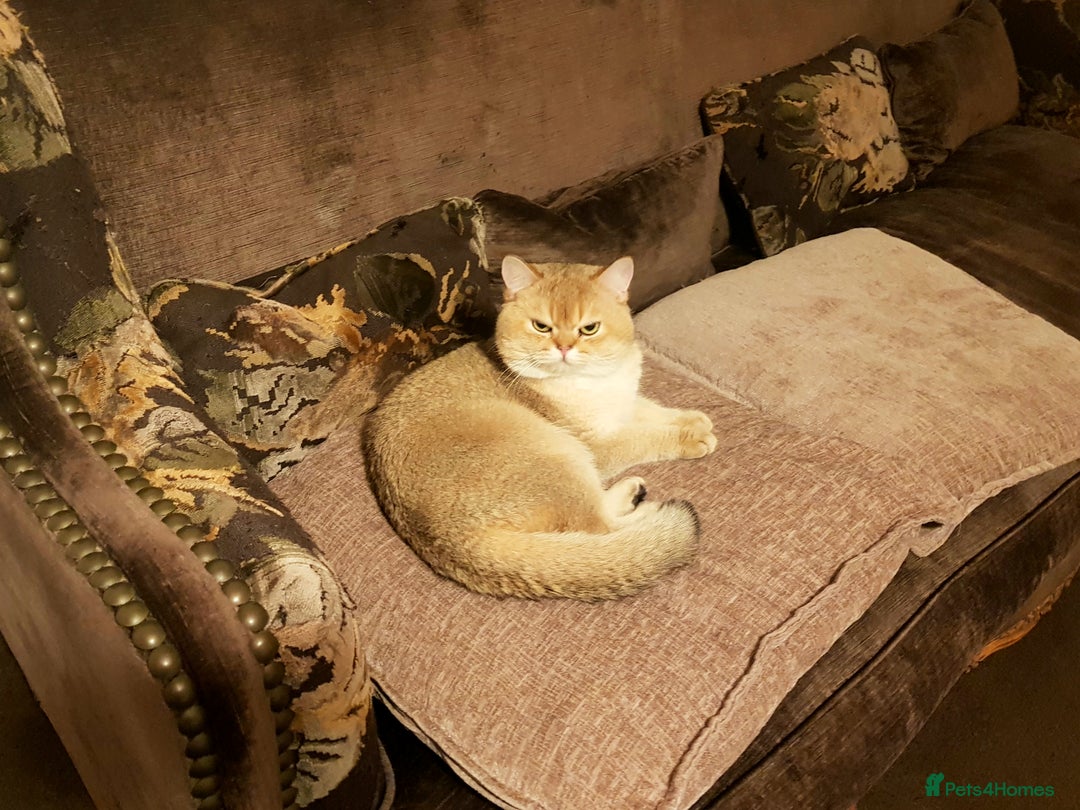 Scottish Fold cats for stud: GOLD CHINCHILLA SCOTTISH STRAIGHT PEDIGREE. STUD in London - Advert 21