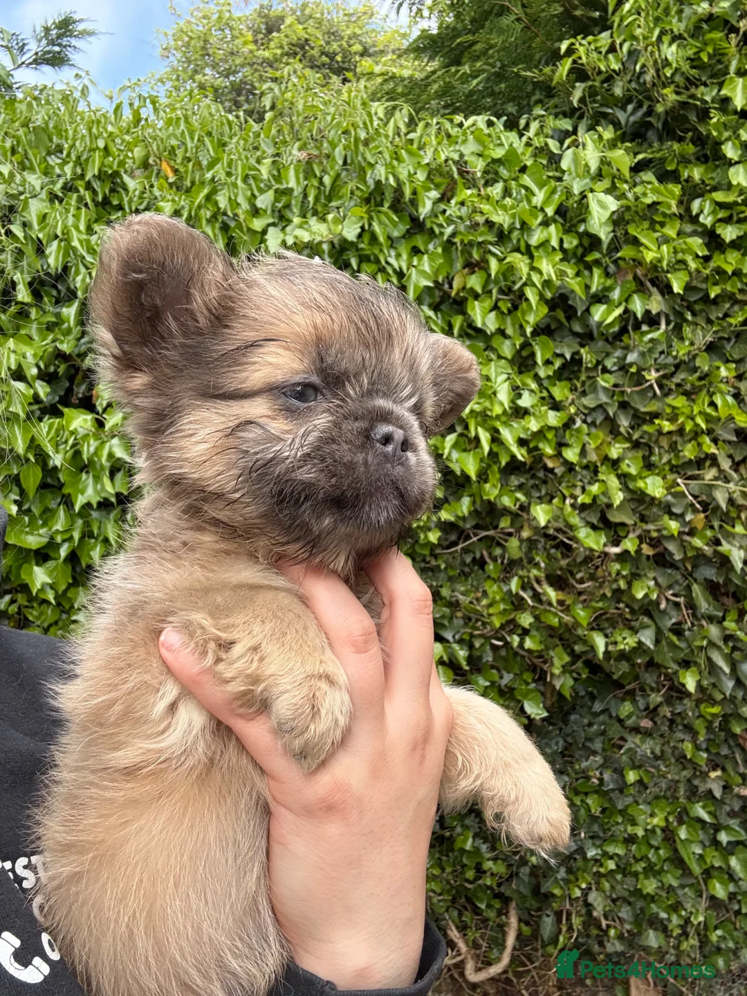 French Bulldog dogs for sale: French bulldog puppies please read description  in Cinderford - Advert 2