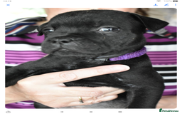 Staffordshire Bull Terrier dogs for sale: Kc registered Staffordshire Bull terrier pups - Image 20