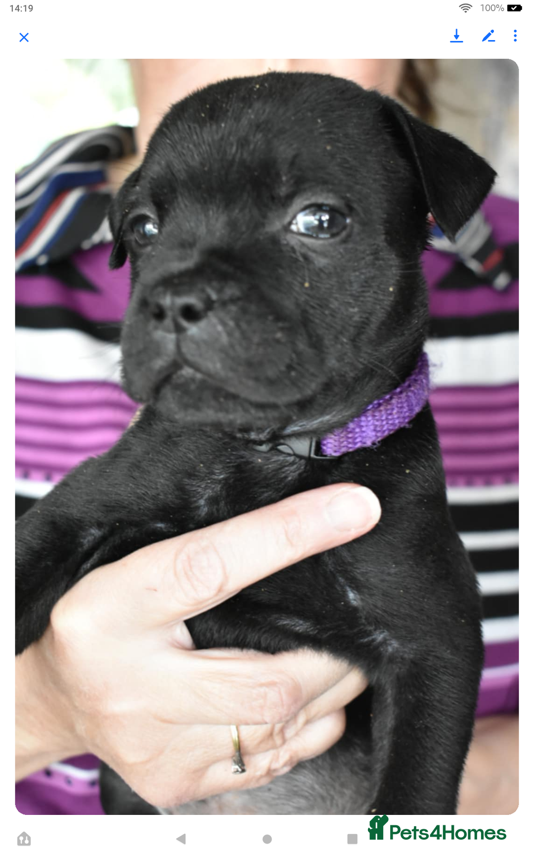 Staffordshire Bull Terrier dogs for sale: Kc registered Staffordshire Bull terrier pups - Image 20