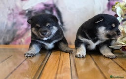 Japanese Shiba Inu dogs for sale: Japanese Shiba Inu - Image 4