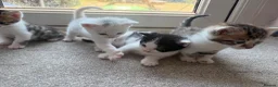 Bengal cats for sale: Beautiful Bengal mixed kittens. Ready to leave Aug - Advert 3