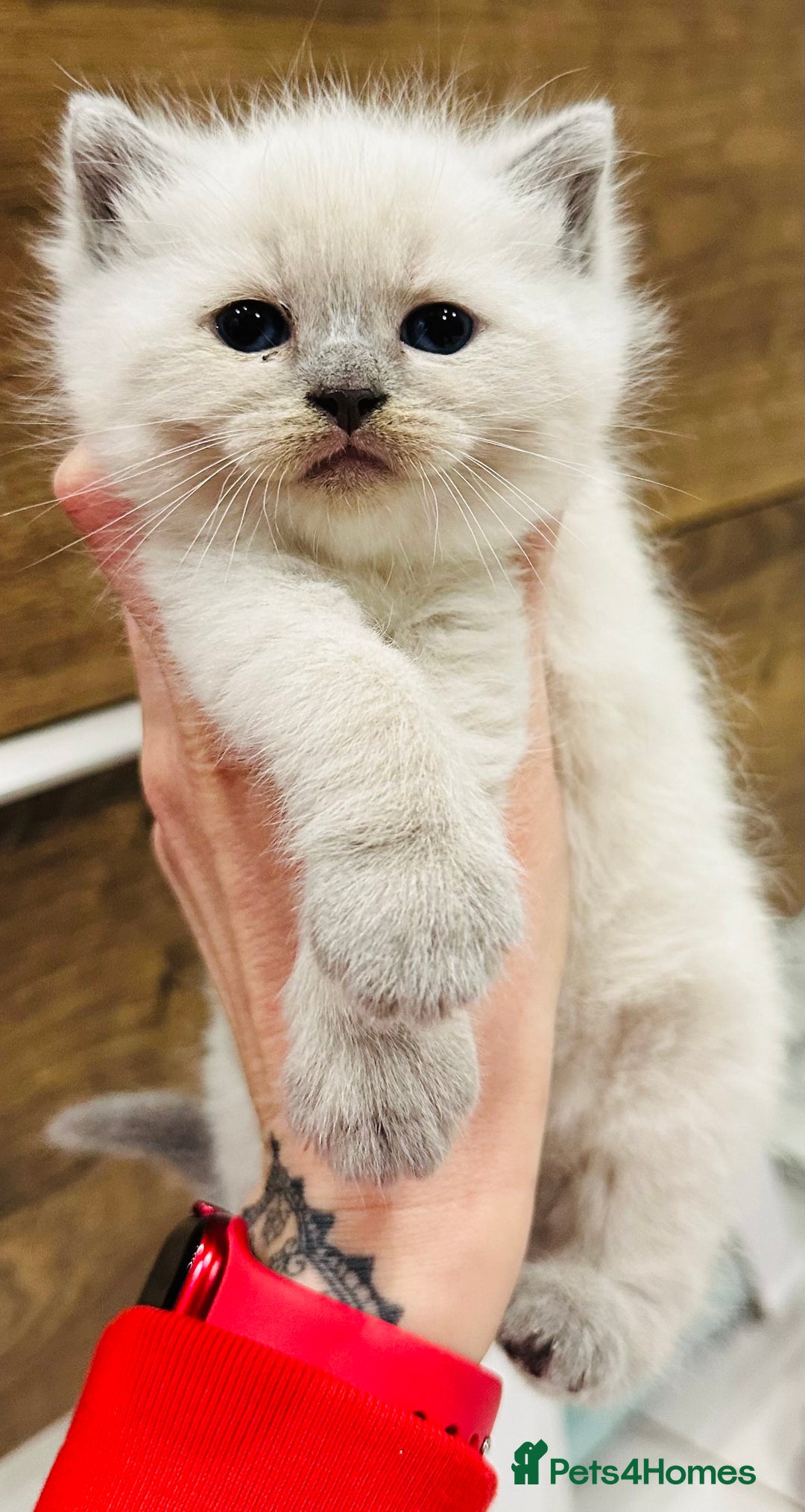 Ragdoll cats for sale: Pedigree Ragdoll kittens for sale - Advert 6