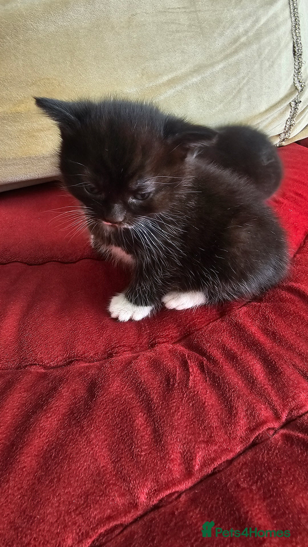 Bombay cats for sale: 3 lovely kitten 😸  - Image 2