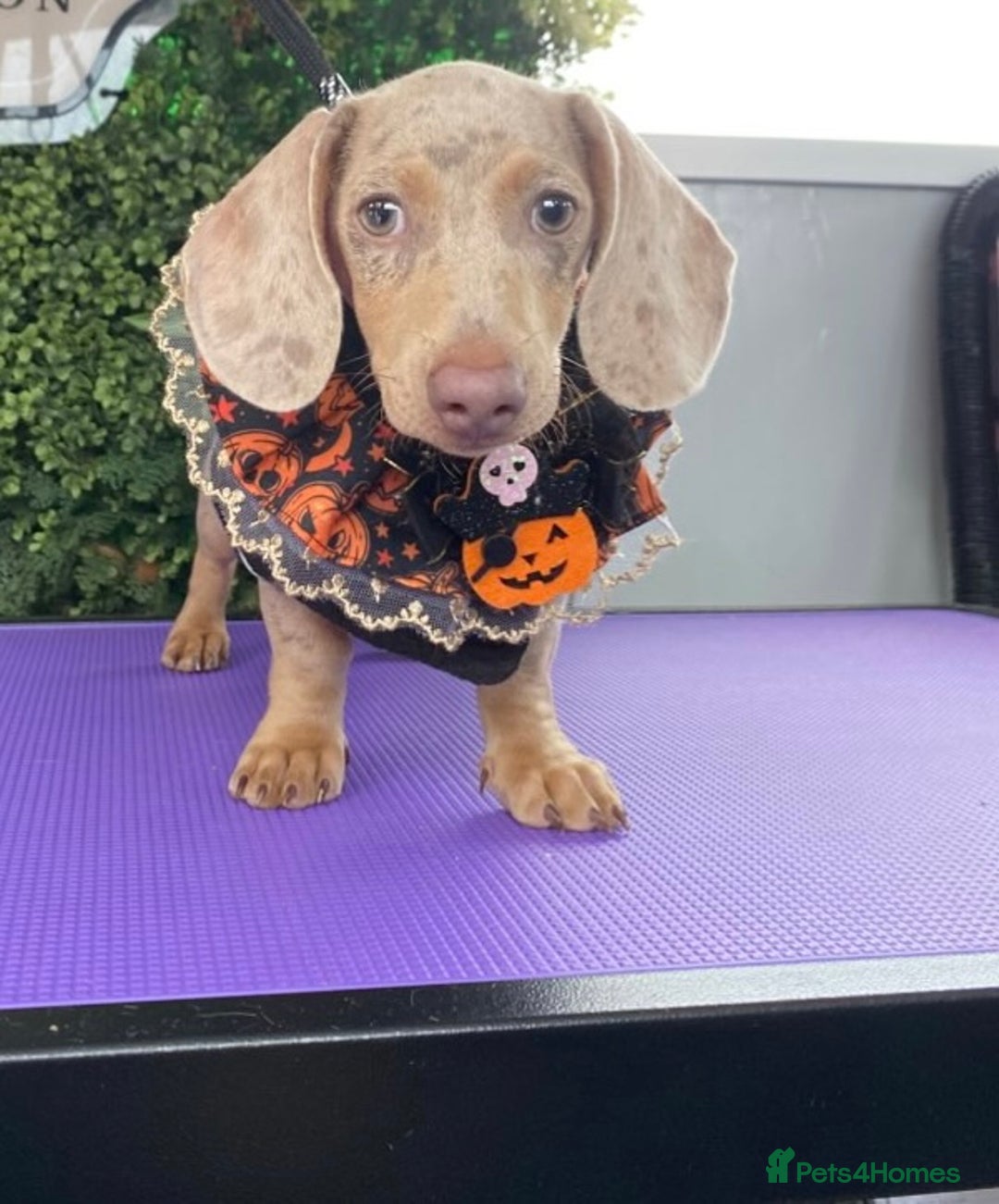 Dachshund dogs for sale: Miniature Dachshund  - Advert 1