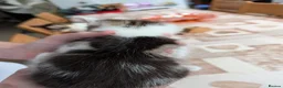 Mixed Breed cats for sale: Dave's baby - Advert 3