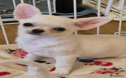 Chihuahua dogs for sale: KC registered 10 month ago smooth dog puppy  - Image 2