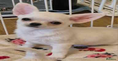 Chihuahua dogs - Advert 3