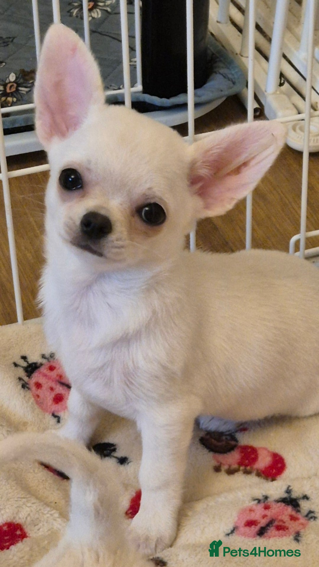 Chihuahua dogs for sale: KC registered 10 month ago smooth dog puppy  - Image 2