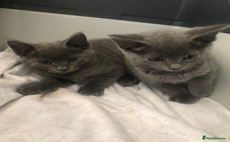 Mixed Breed cats - Advert 3