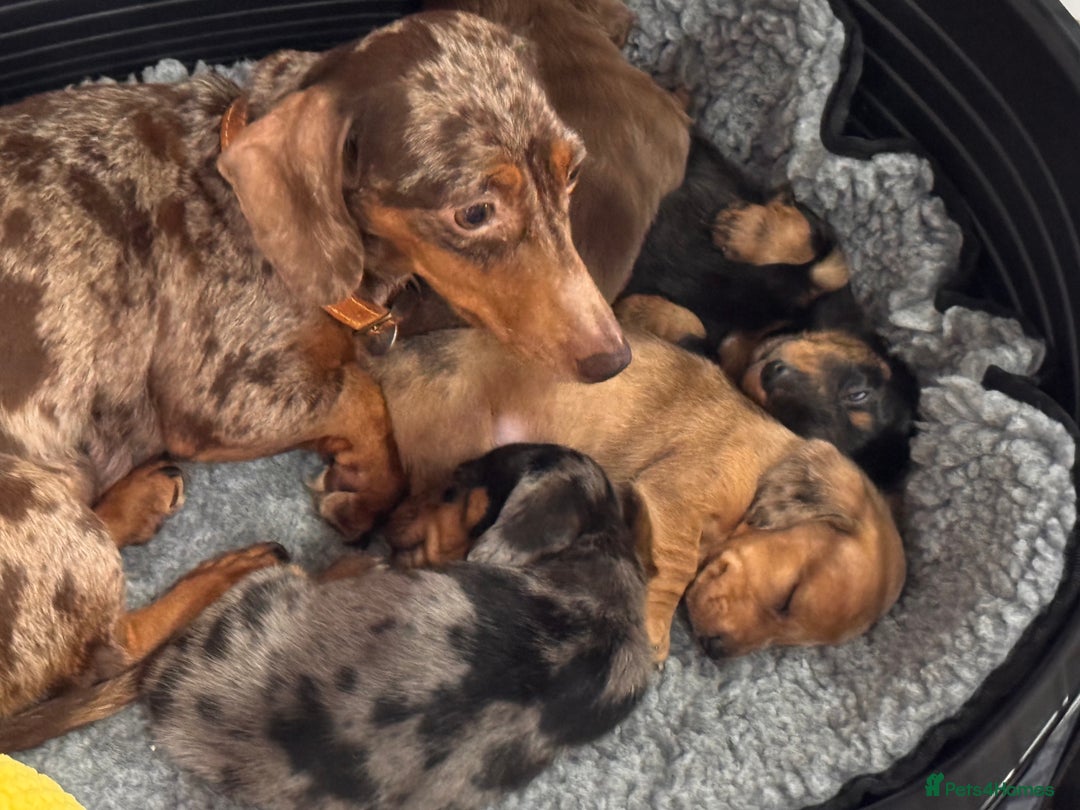 Miniature Dachshund dogs for sale: Miniature dachshunds  - Advert 2