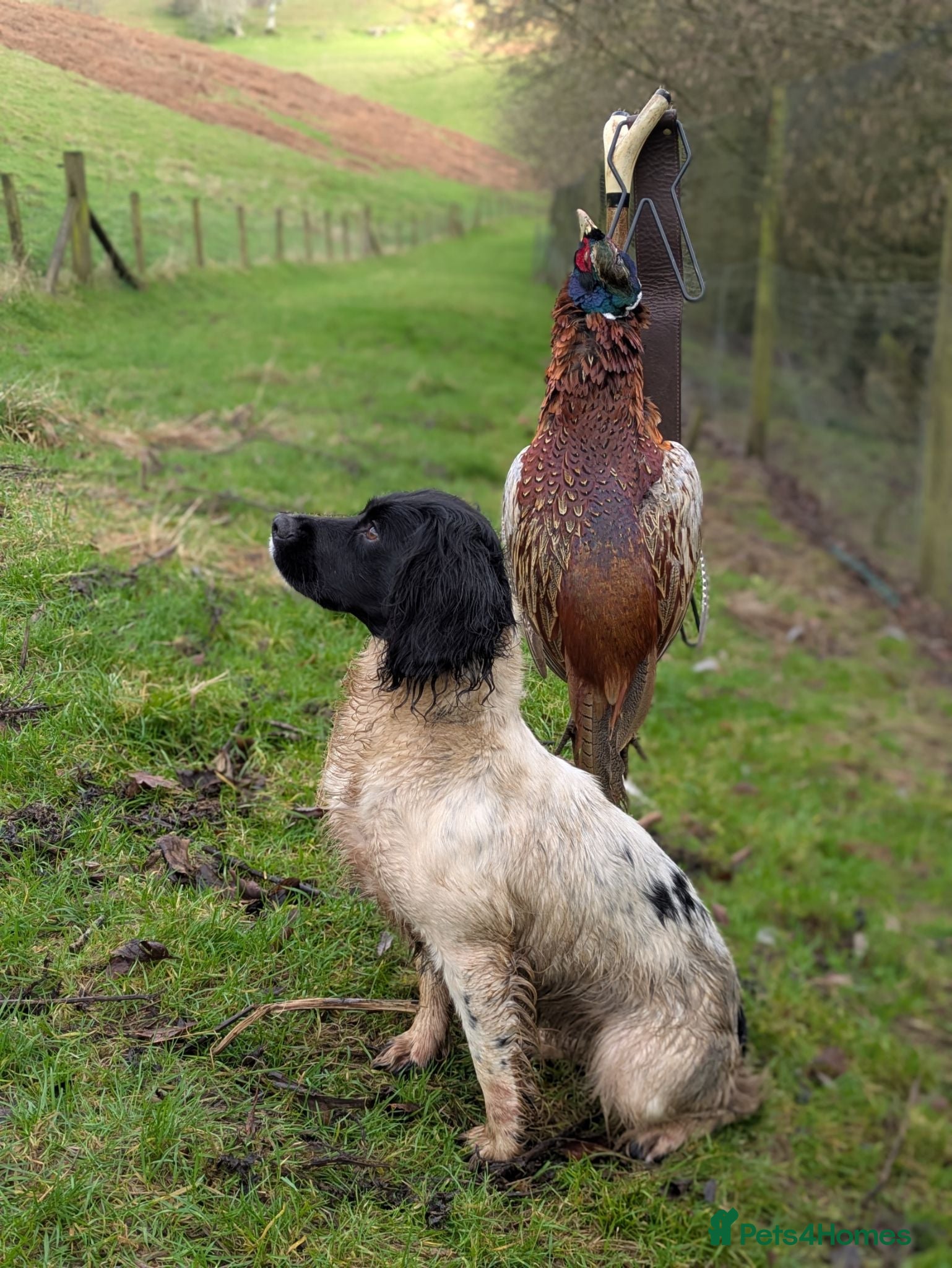 English Springer Spaniel dogs Traditional KC reg English Springer spaniel  - Advert 1