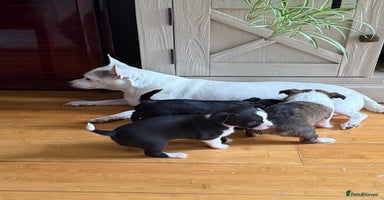 Chihuahua dogs - Advert 9