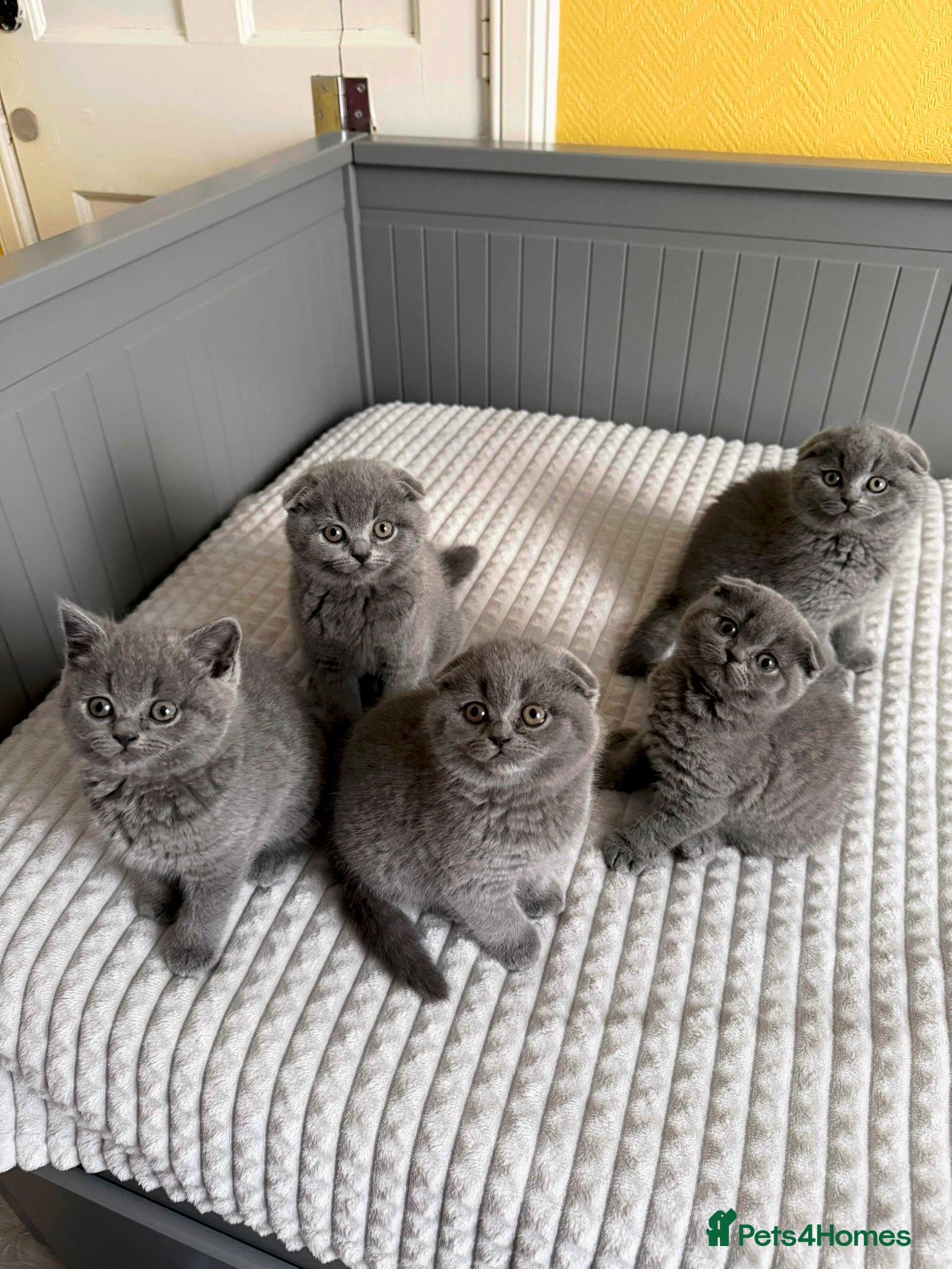 Scottish Fold cats 5 gorgeous kittens for sale - Advert 1