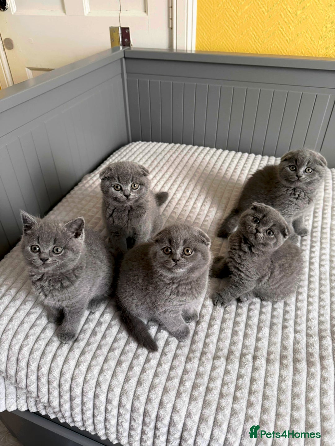 Scottish Fold cats for sale: 5 gorgeous kittens for sale - Advert 1