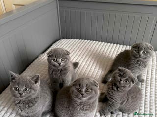 Scottish Fold cats 5 gorgeous kittens for sale - Advert 12