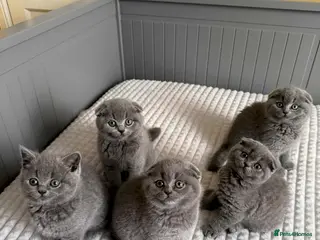 Scottish Fold cats 5 gorgeous kittens for sale - Advert 8