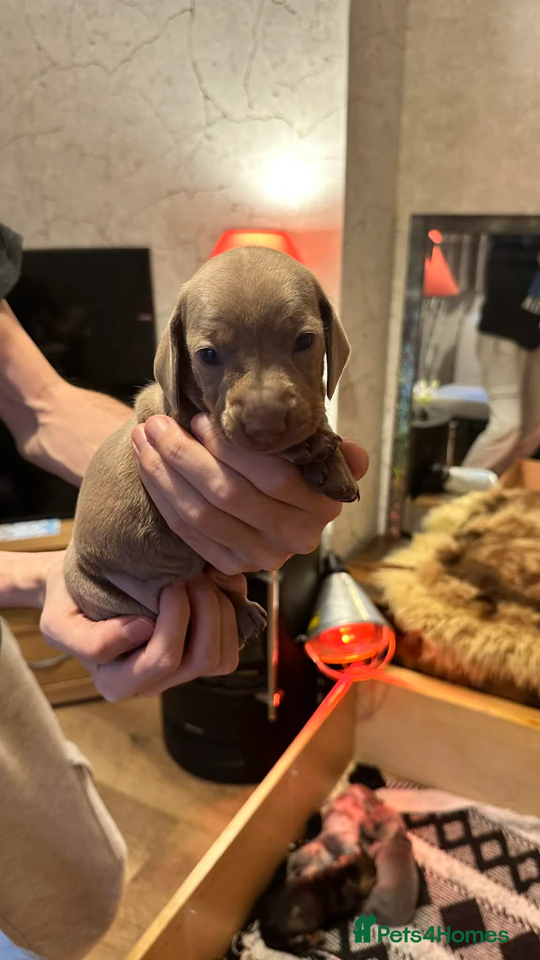 Dachshund dogs for sale: Beautiful dachshund puppies - Advert 5