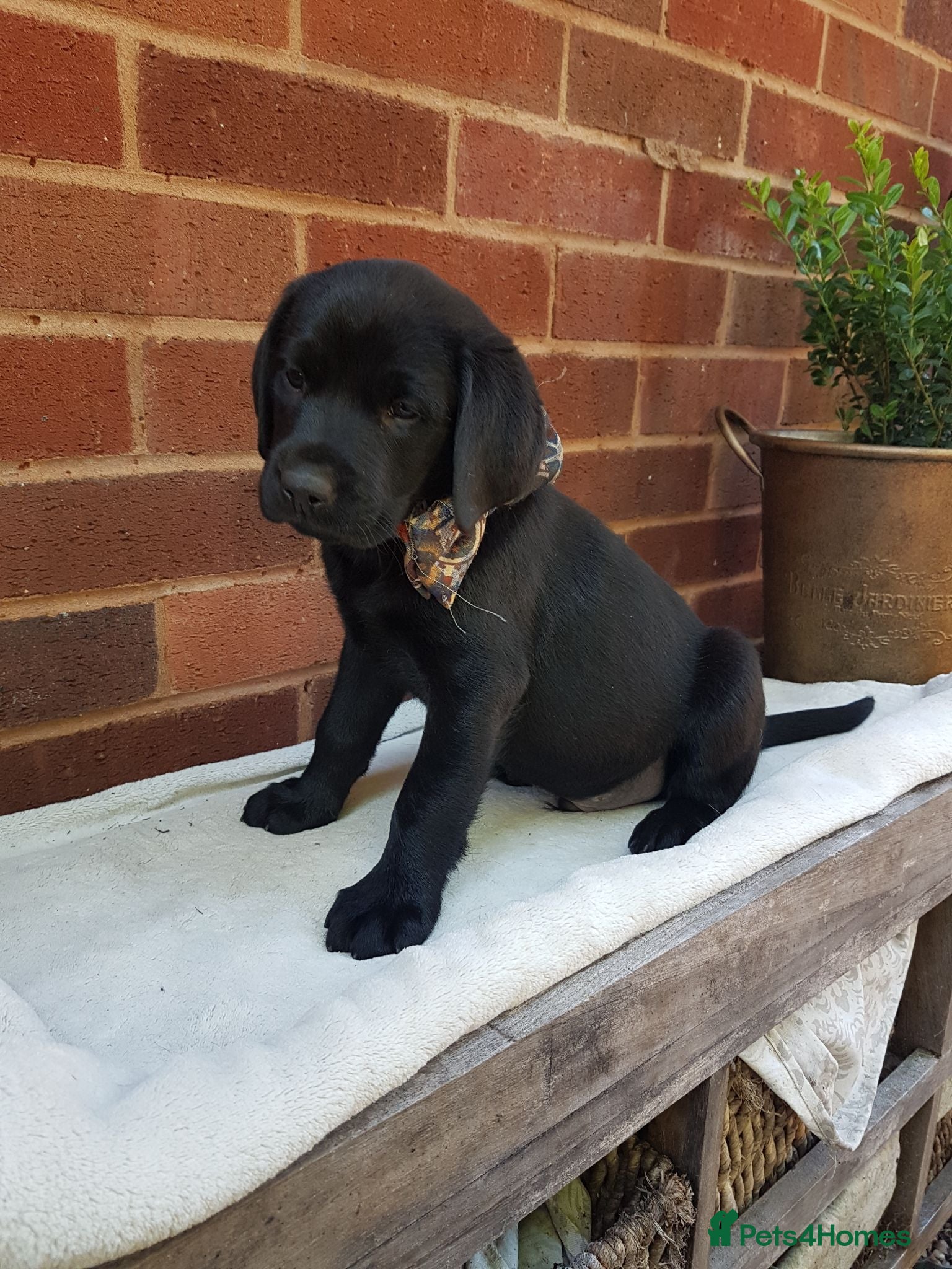 Labrador Retriever dogs Excellent KC Registered Labrador puppies  - Advert 1