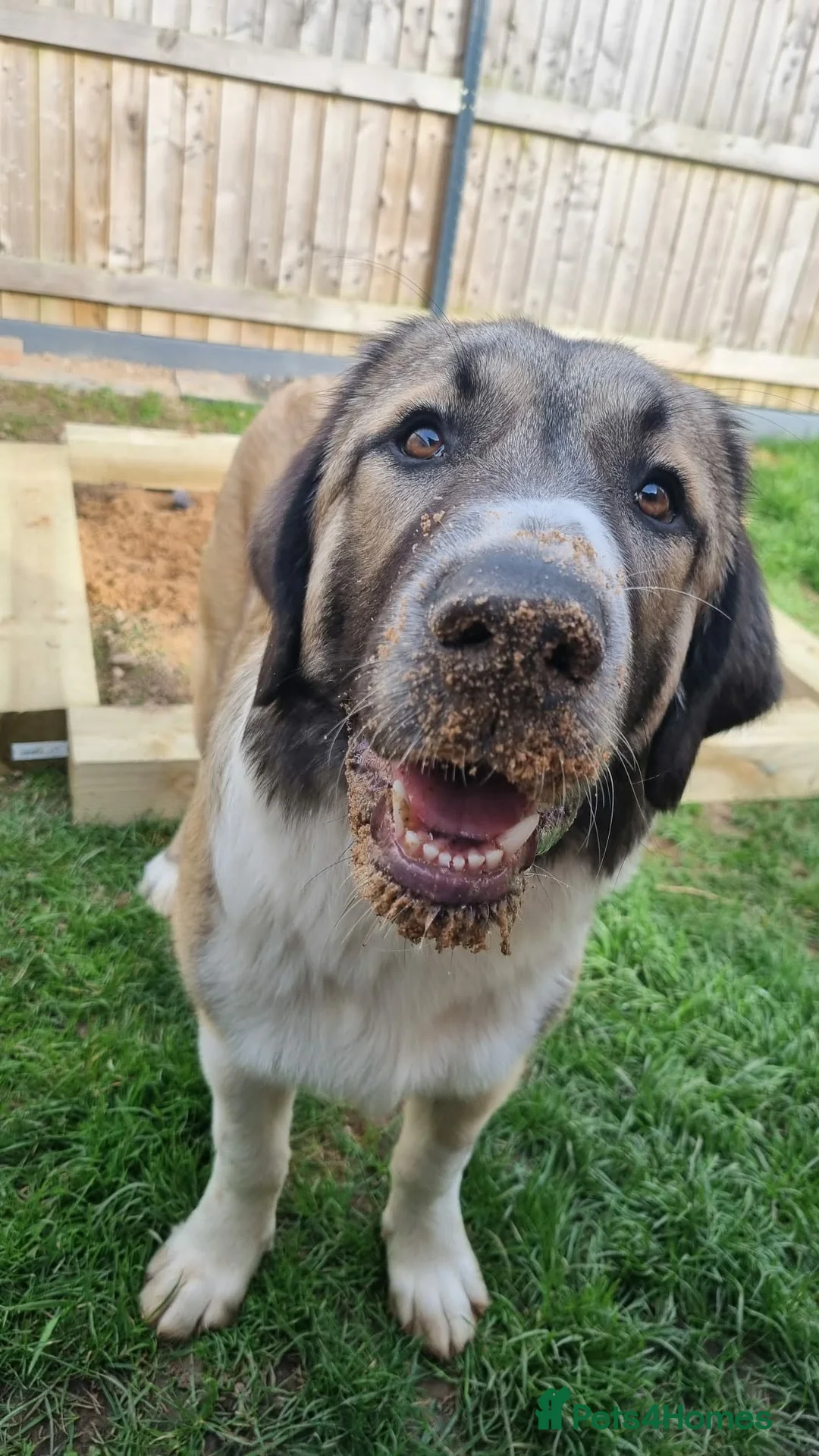 Mixed Breed dogs for adoption: 🐾Tuke  - Advert 2
