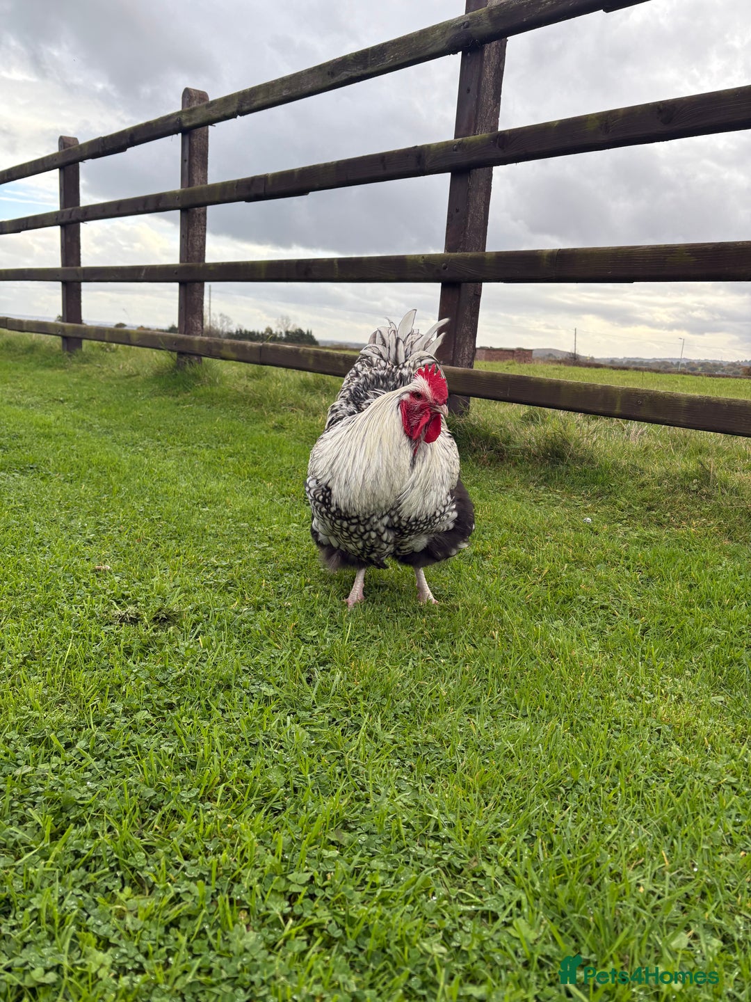 Chickens poultry for sale: Silver laced Orpington  - Image 4