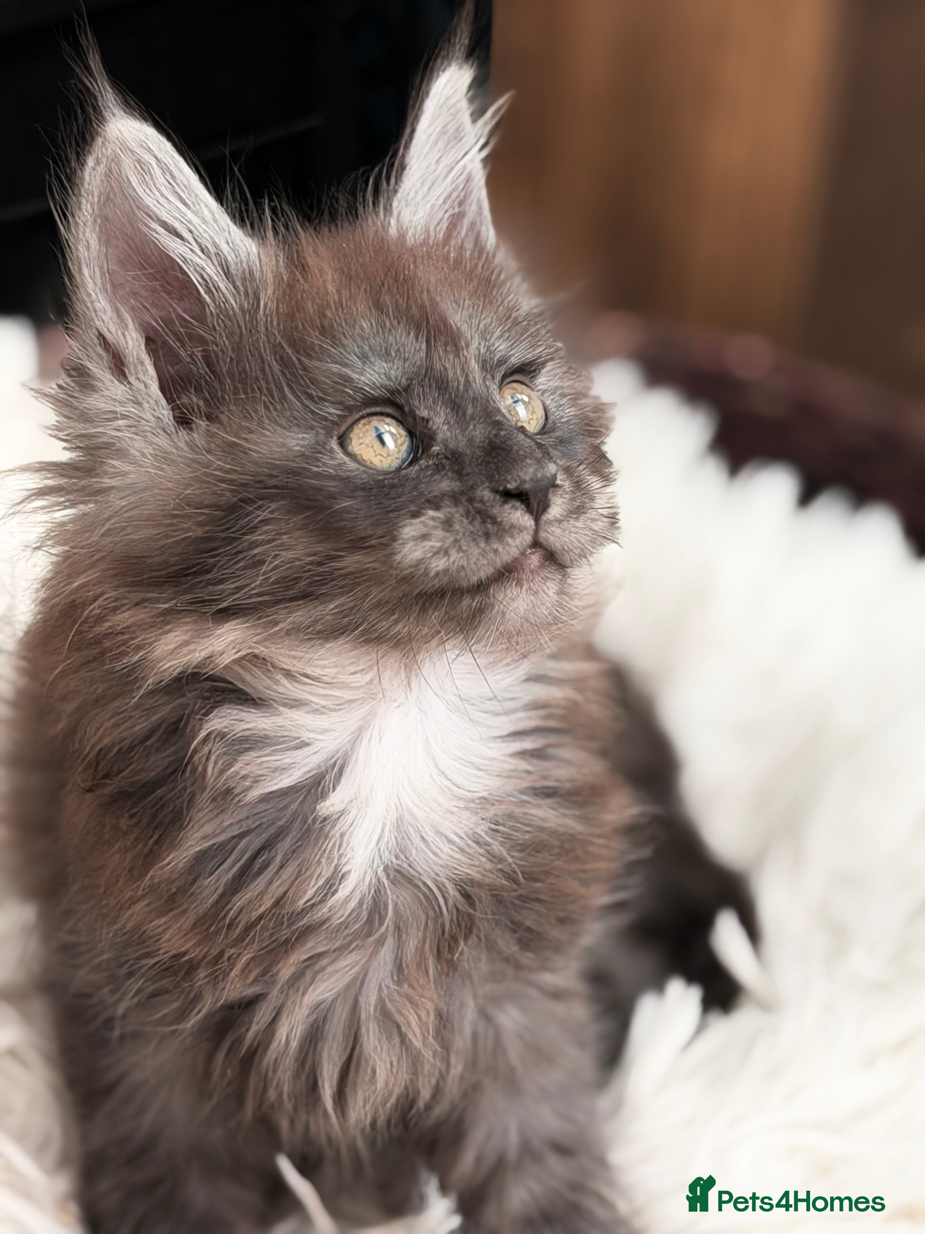 Maine Coon cats  for sale two beautiful black smoked females - Advert 2