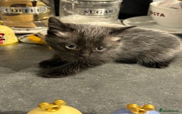 Siamese cats for sale: Siamese cross  - Image 3