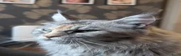 Maine Coon cats for sale: Adorable Maine coon kittens  - Advert 2