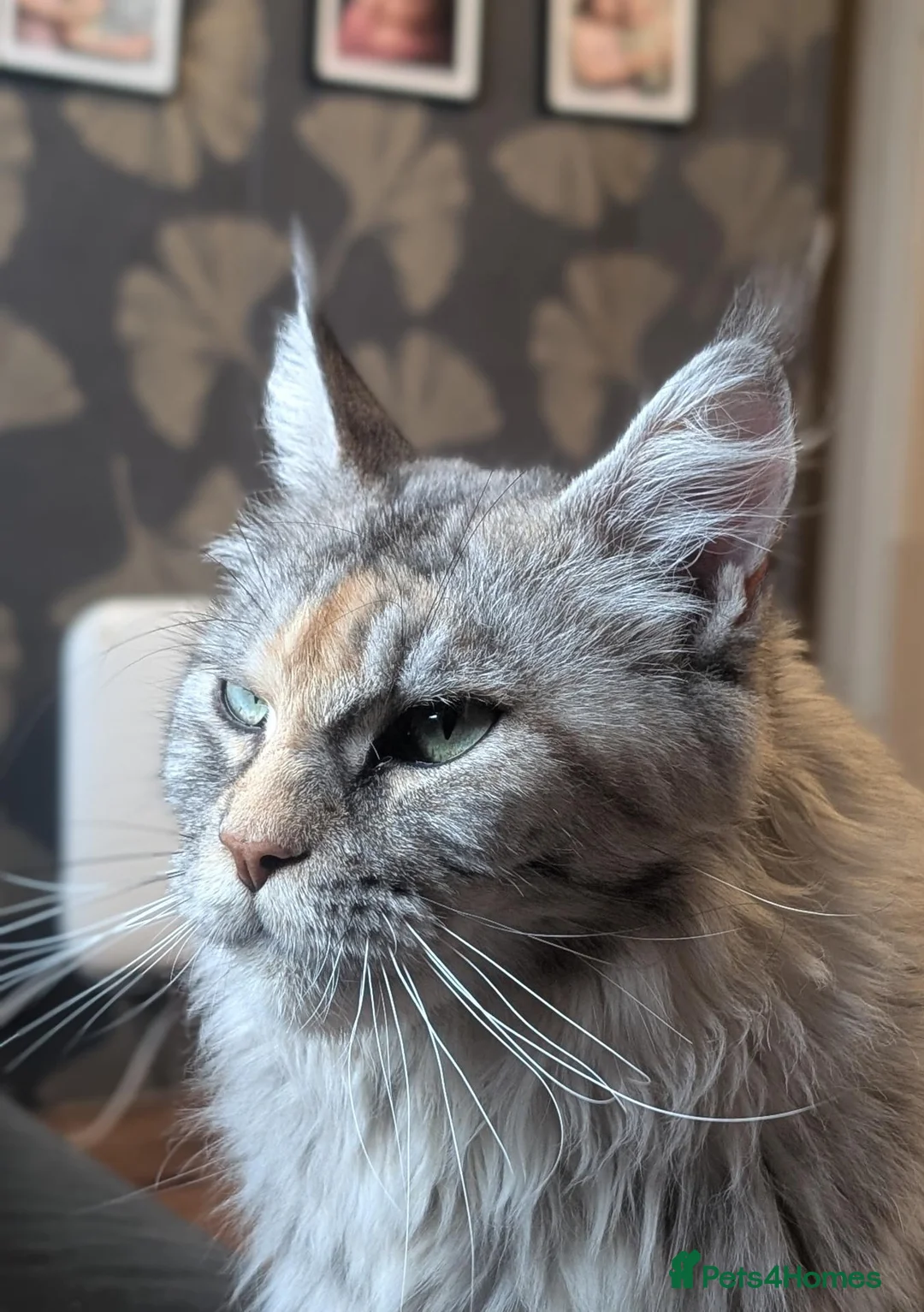 Maine Coon cats for sale: Adorable Maine coon kittens  - Advert 2