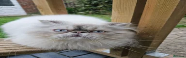 Persian 1