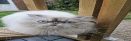 Persian cats for sale: Stunning Active Lilac Point Persian Boy  - Advert 3