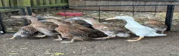 Ducks poultry for sale: Indian Runner Ducklings  - Advert 4