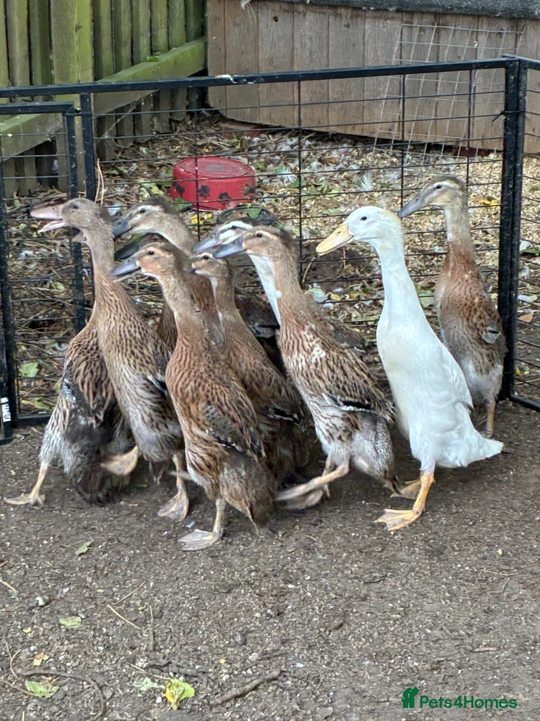 Ducks poultry for sale: Indian Runner Ducklings  - Advert 4
