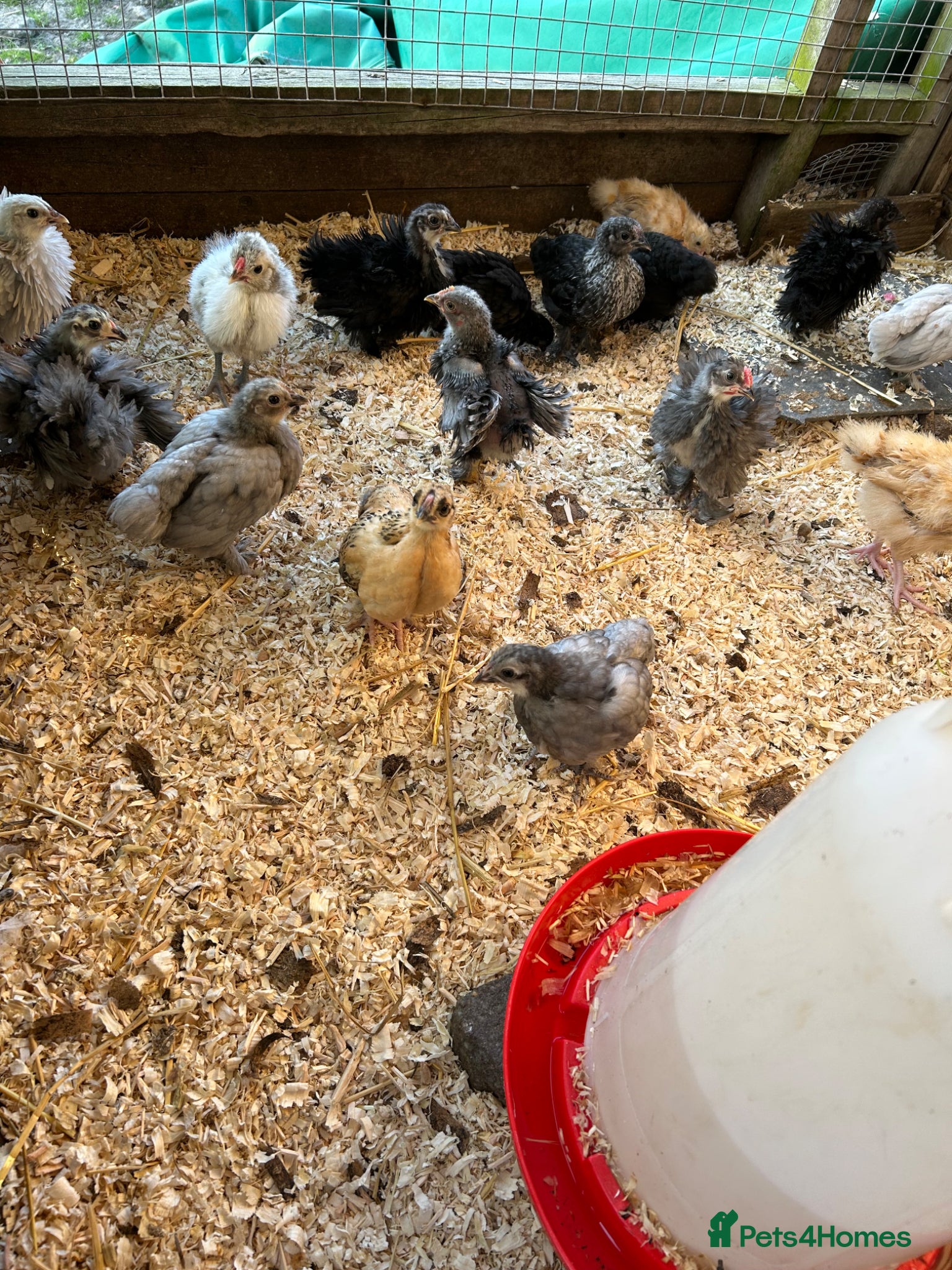 Chickens poultry Bantams  - Advert 13