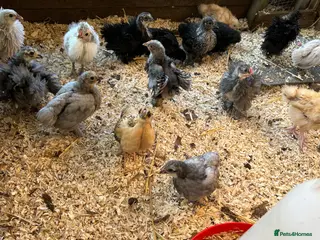 Chickens poultry Bantams - Advert 13