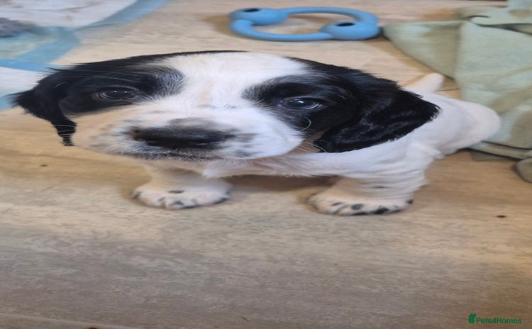 Cocker Spaniel dogs for sale - Advert 1